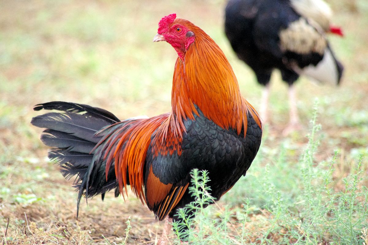 A beautiful black breasted Cubalaya rooster in a backyard.