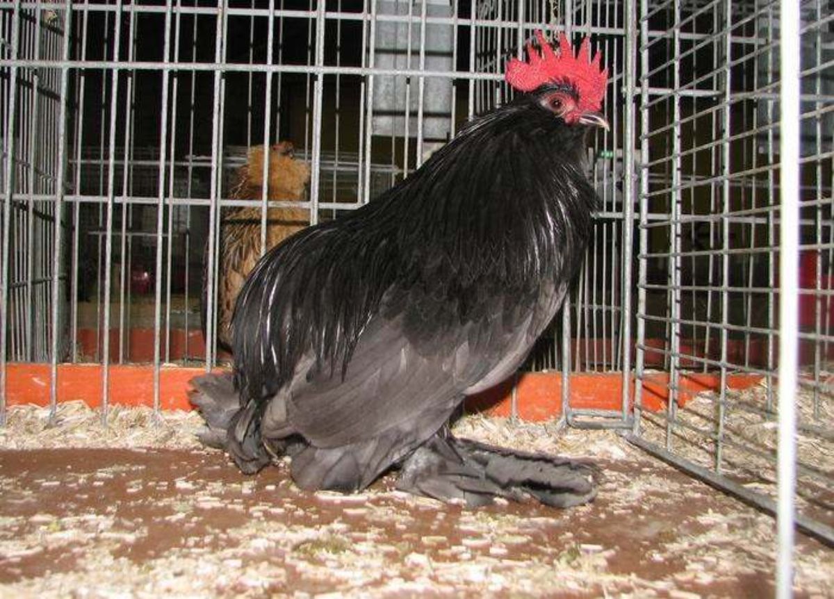 An adorable black Belgian D’Everberg rooster in a cage.
