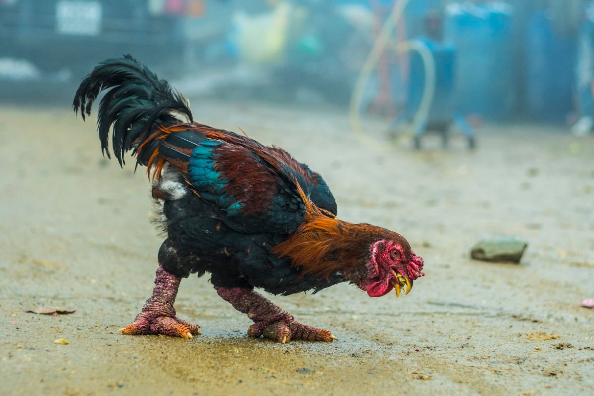 An adorable Dragon rooster wandering on sandy ground.