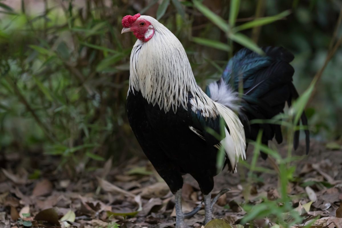 A beautiful Dutch Bantam rooster  in a backyard.