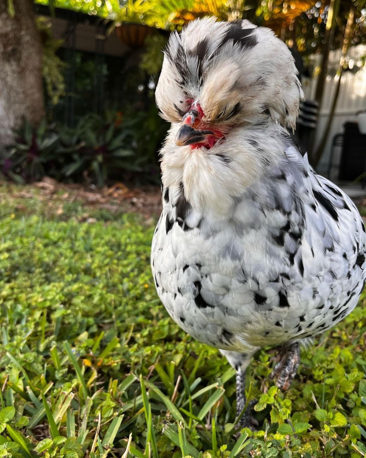 An adorable Mottled Houdan hen on a backyard pasture.