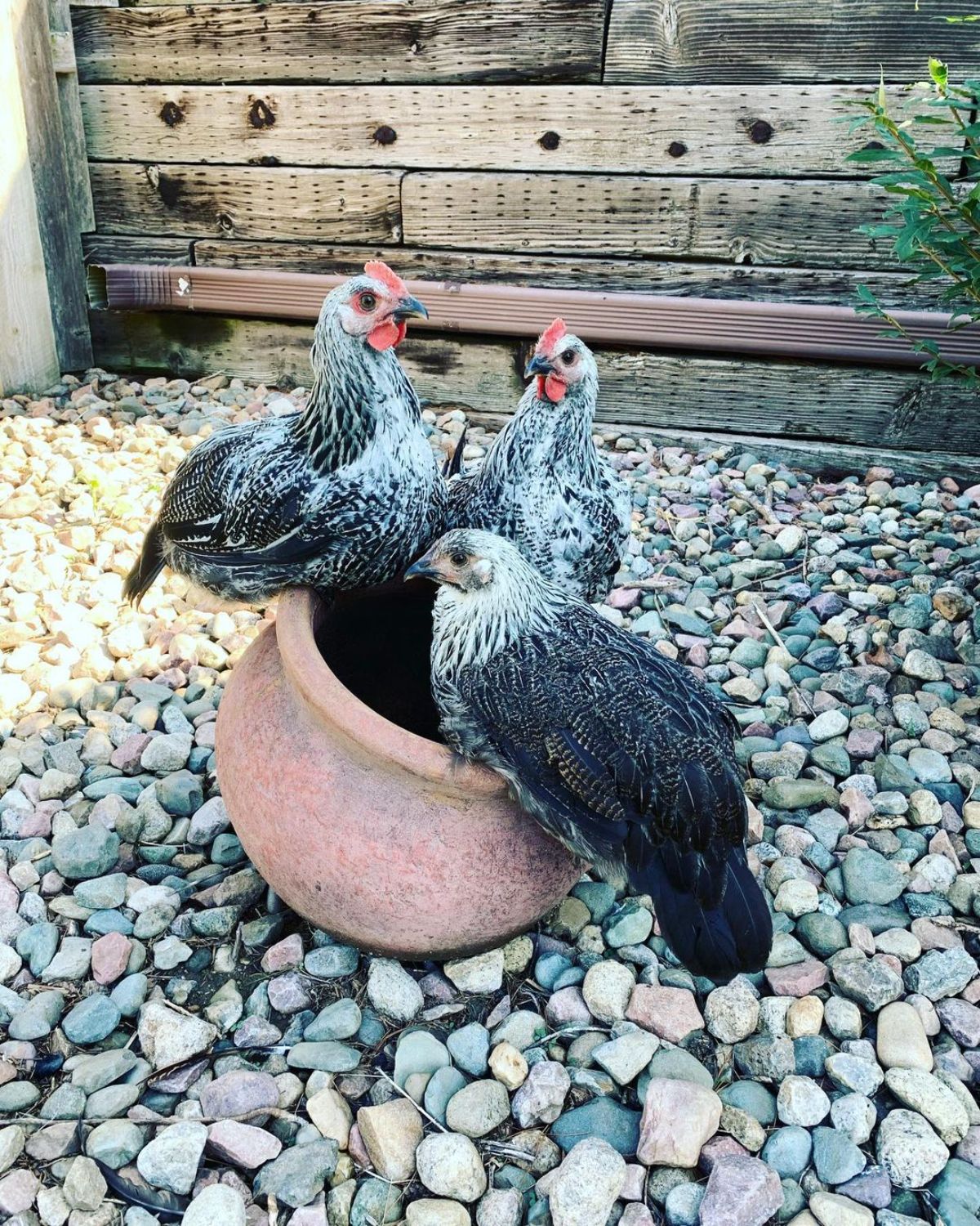 Three Iowa blue hends perched on a clay pot in a backyard.