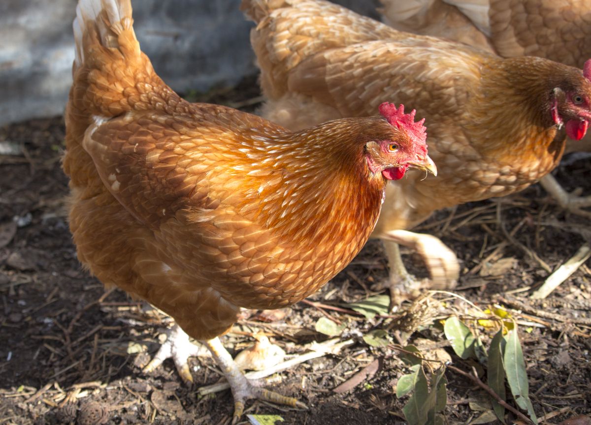 An ISA brown flock wandering in a backyard.