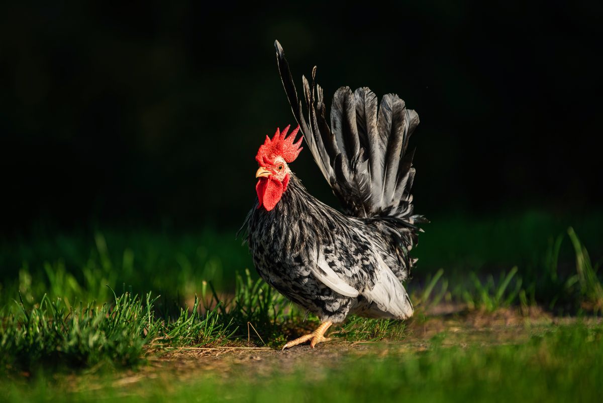 A beautiful black and white Japanese Bantam rooster walking on lawn during the night,