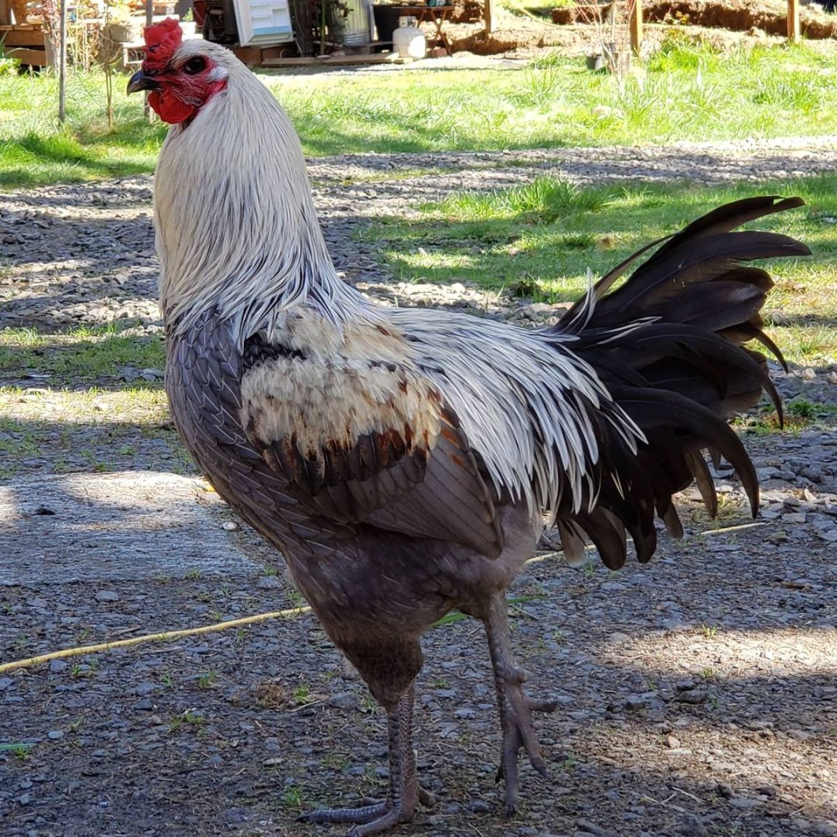 A beautiful big Liege Fighter rooster in a backyard.