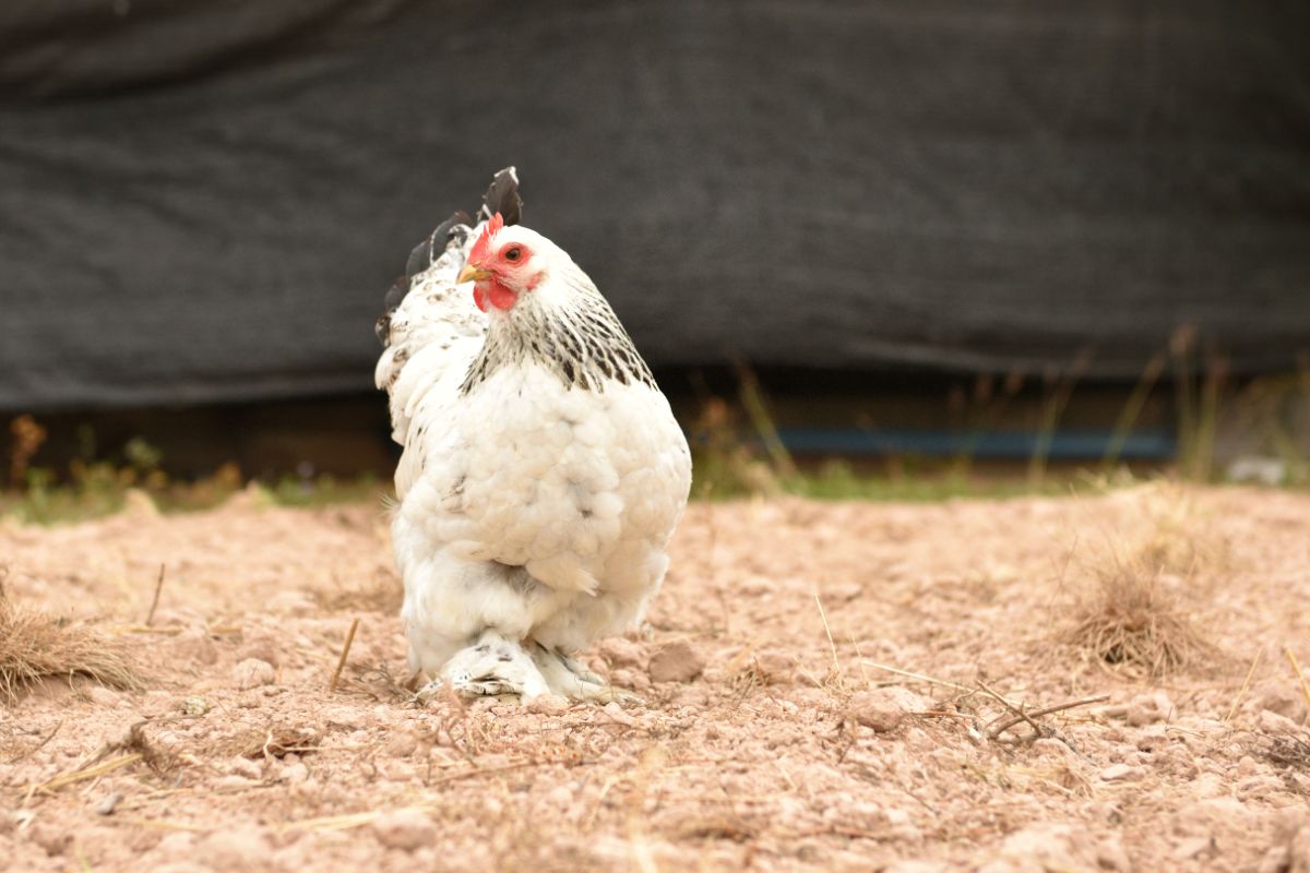 An adorable Light Brahma Chicken wandering on a backyard field.