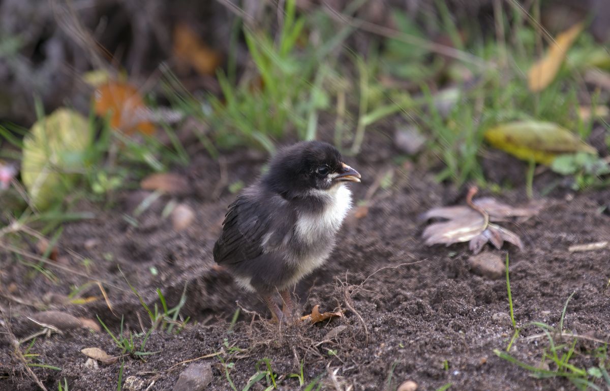 An adorable cute Norfolk Grey chick in a backyard.