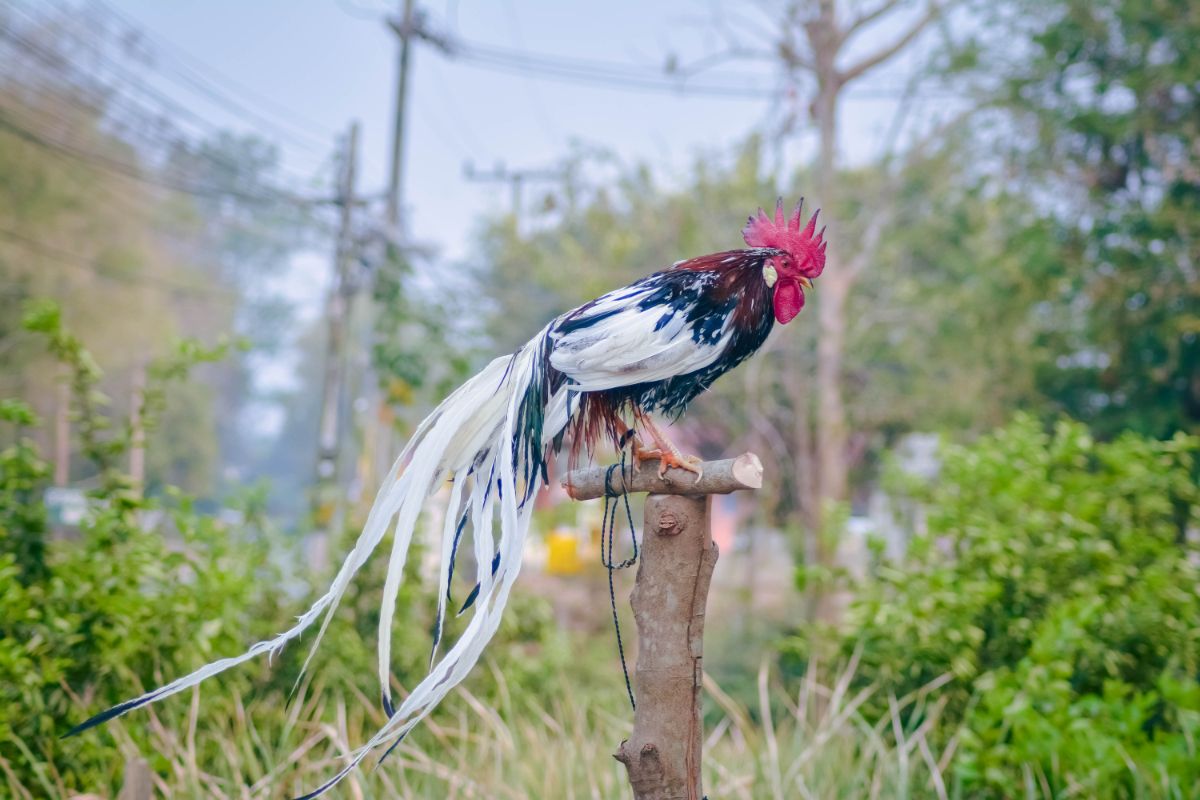 A beautiful long-tailed Onagadori rooster perched on a roosting bar.