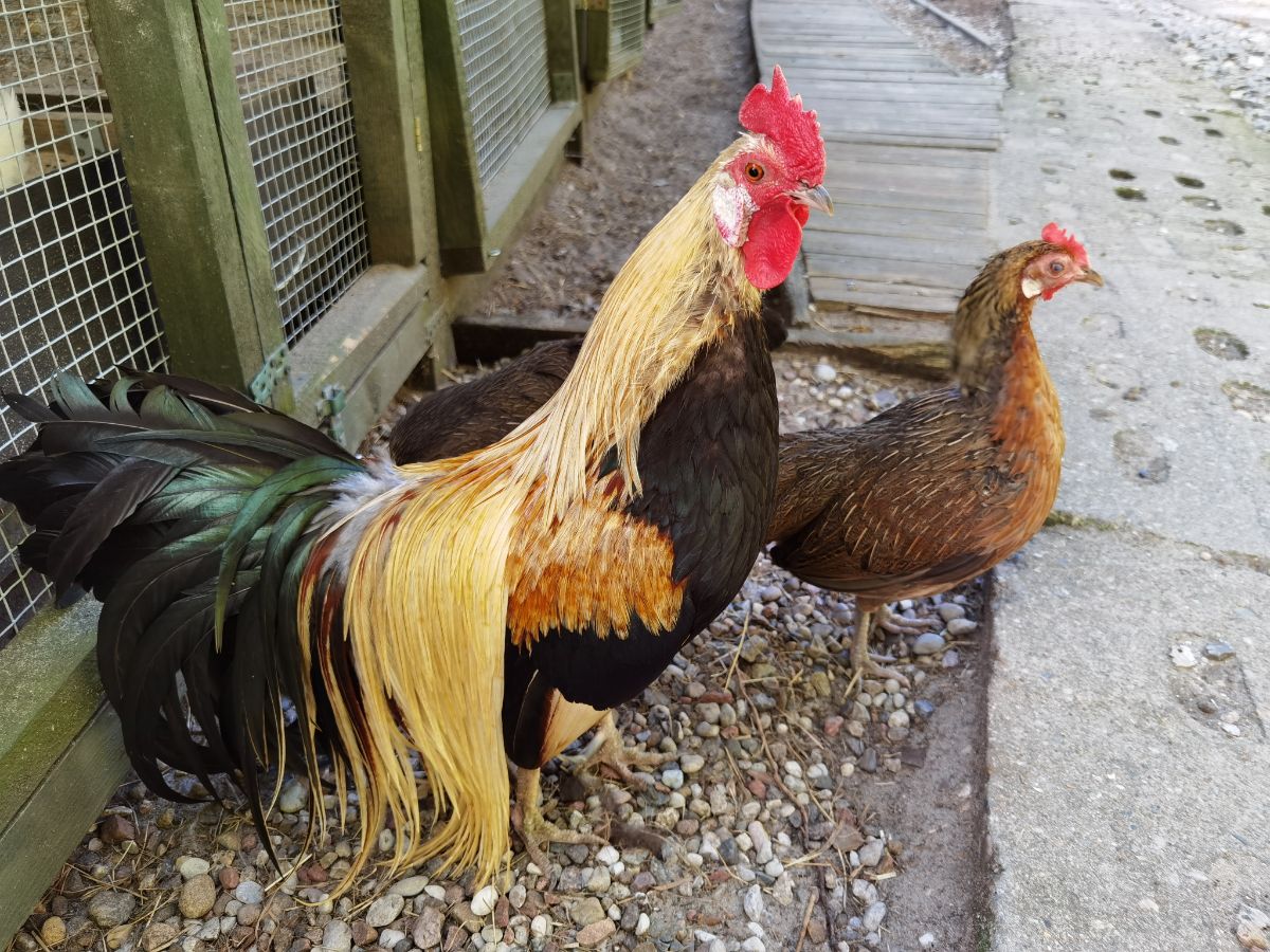 Phoenix rooster and hen in front of a chicken coop.