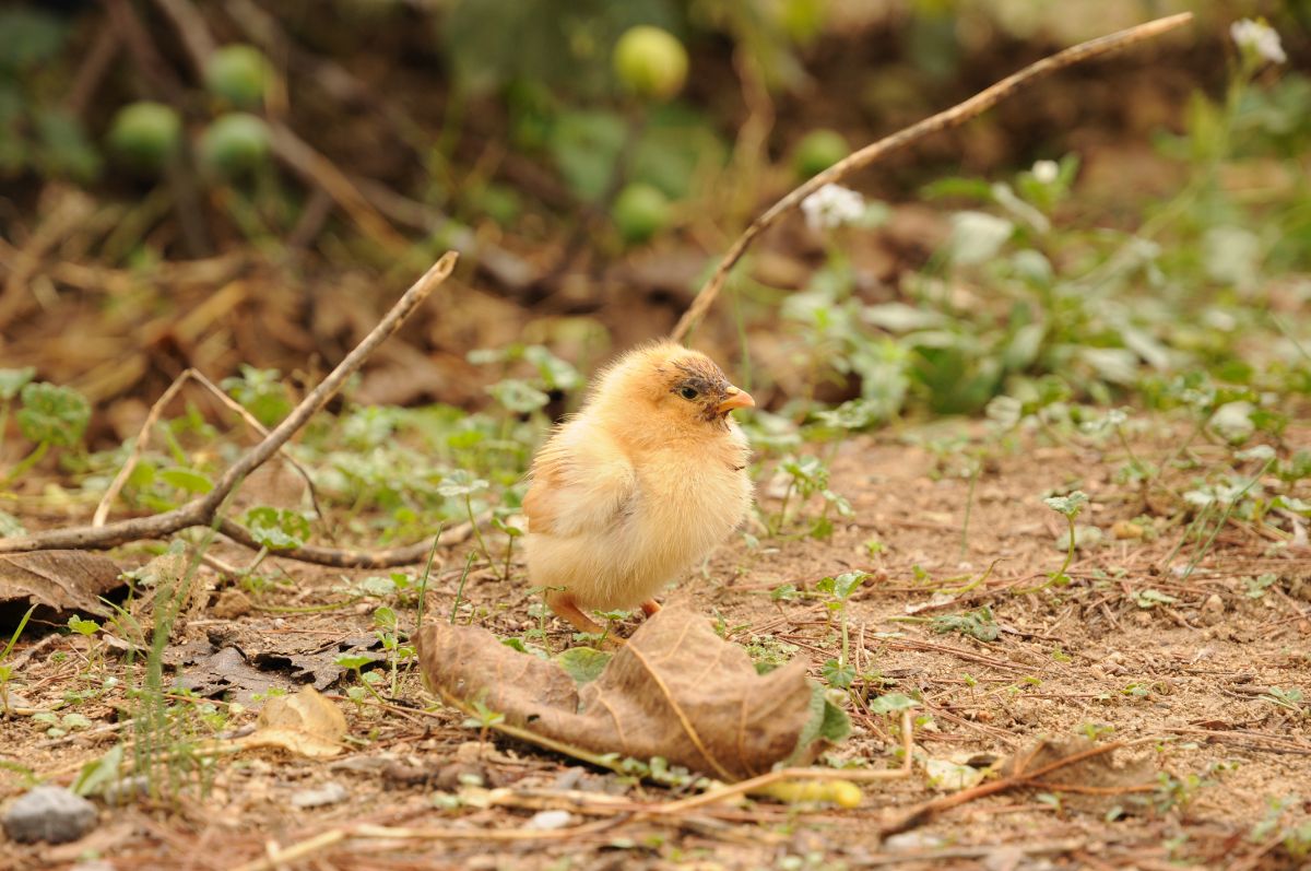 A cute yellow chick standing on the ground.