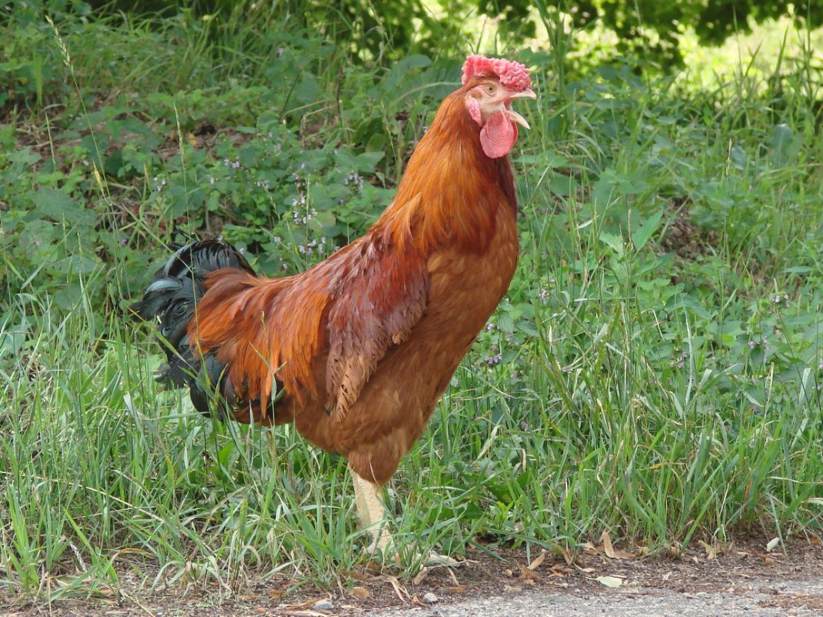 A crowing brown Poltava rooster in a backyard.