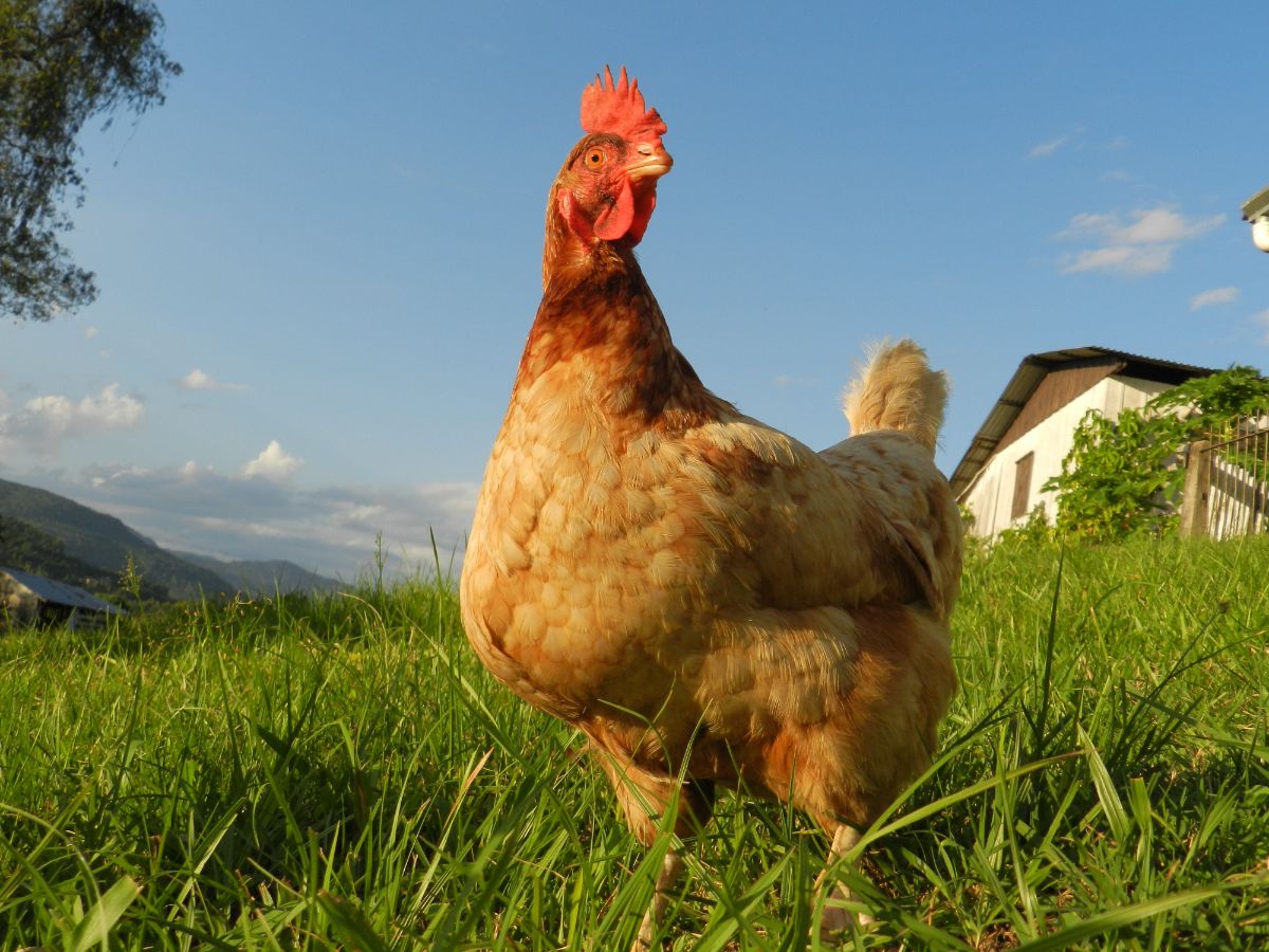 An adorable Red Shaver Chicken standing on a green pasture on a sunny day.