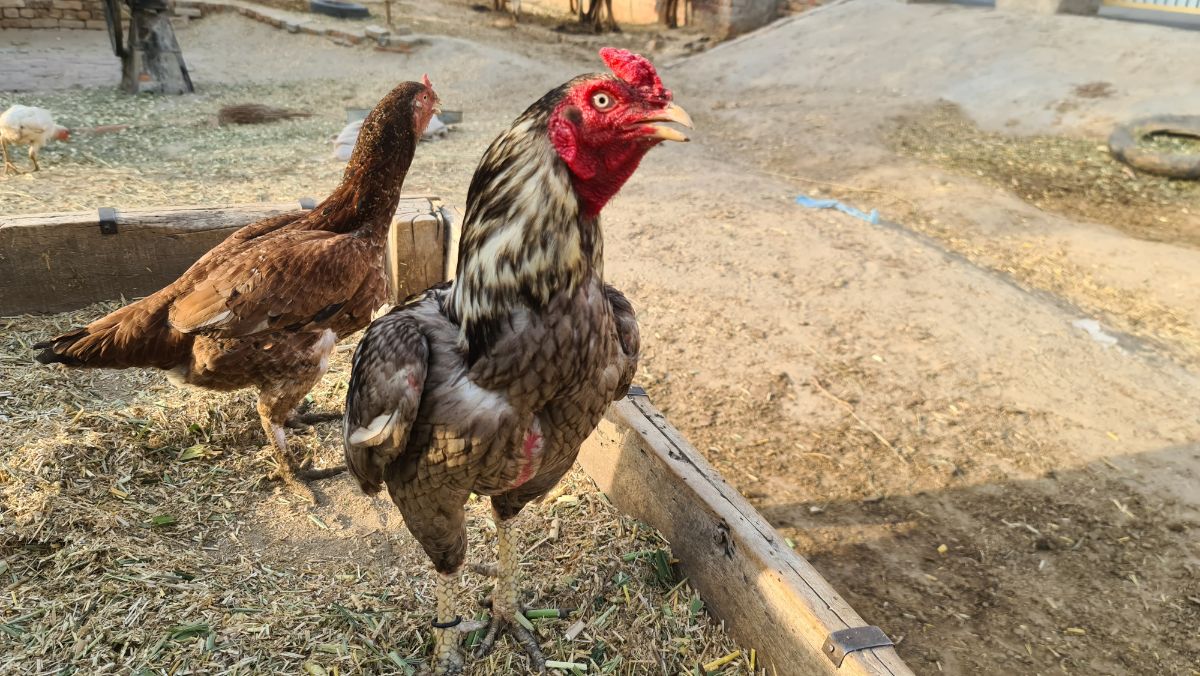 Shamo rooster and hen wandering in a backyard.