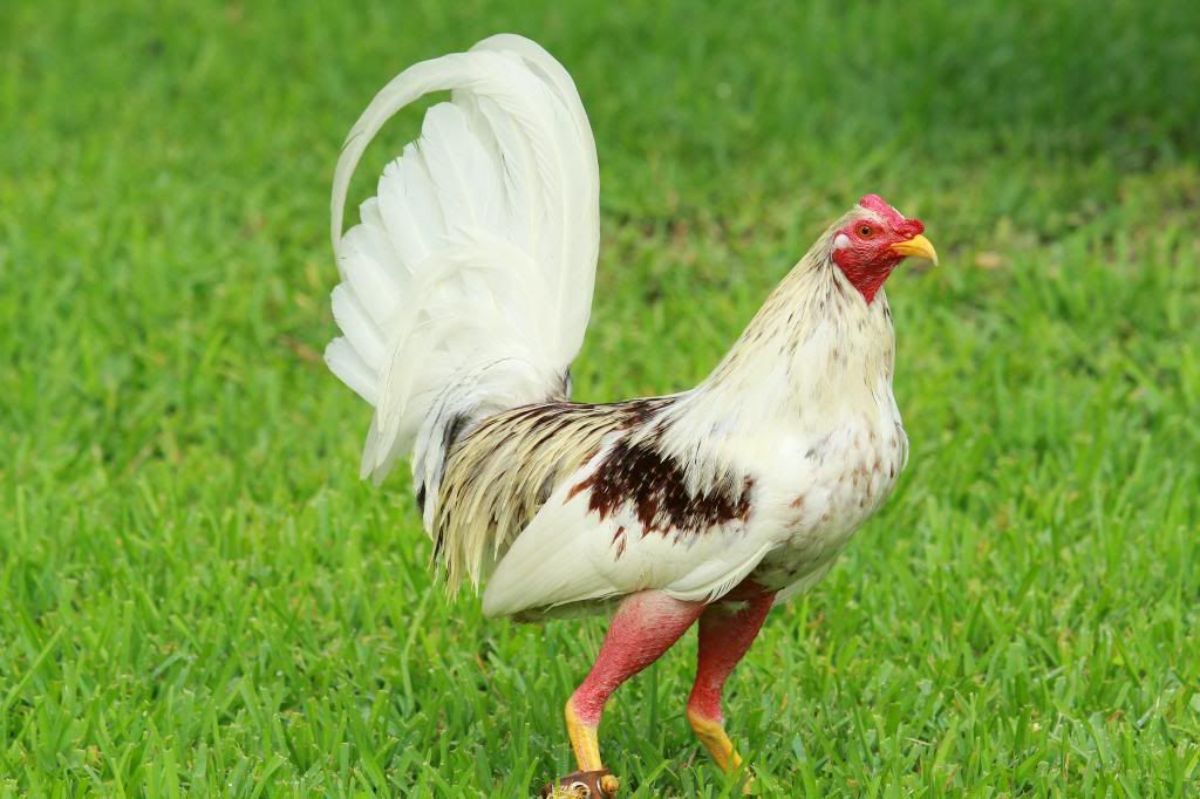 A white Spanish Game rooster standing on green grass.