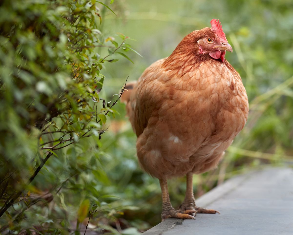 An adorable brown Sussex chicken standing on a wooden board.