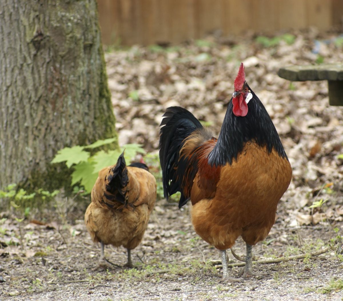 A Vorwerk rooster and a Vorwerk Chicken hen wandering in a backyard.