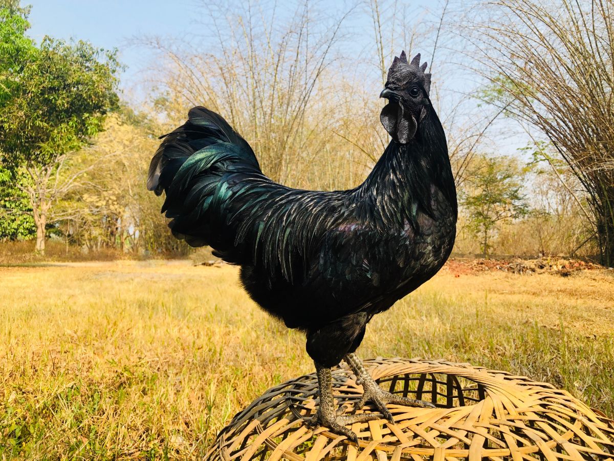 A beautiful black Ayam Cemani rooster standing on a piece of garden furniture.