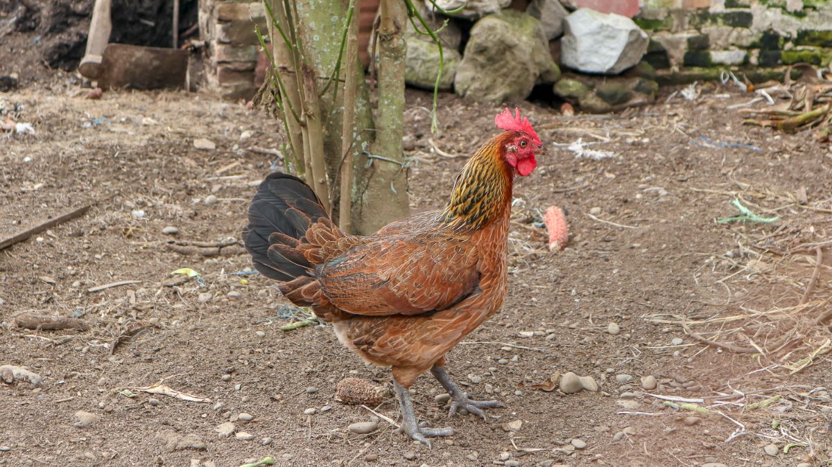 An adorable brown Ayam Kampung hen wandering in a backyard.