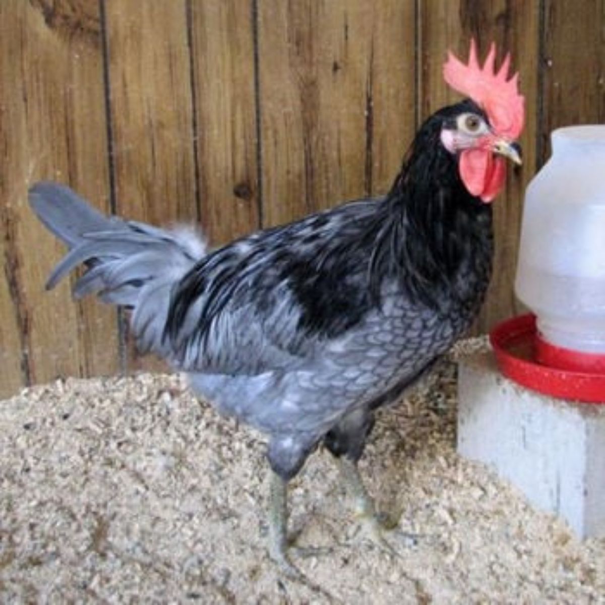 Blue Hen of Delaware rooster in a chicken coop.