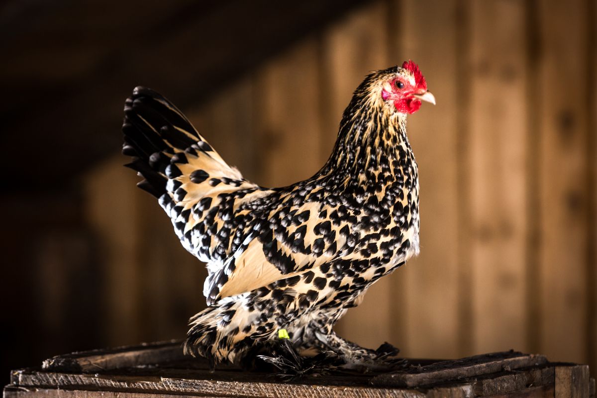 An adorable Booted bantam hen in a chicken coop.