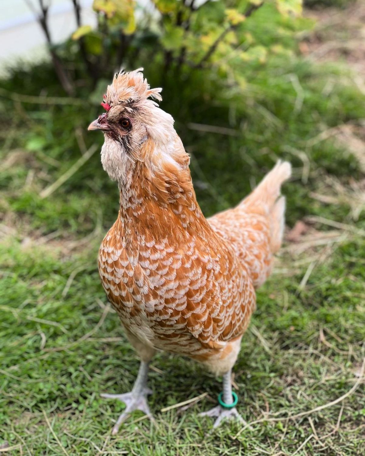An adorable golden Brabanter chicken in a backyard.
