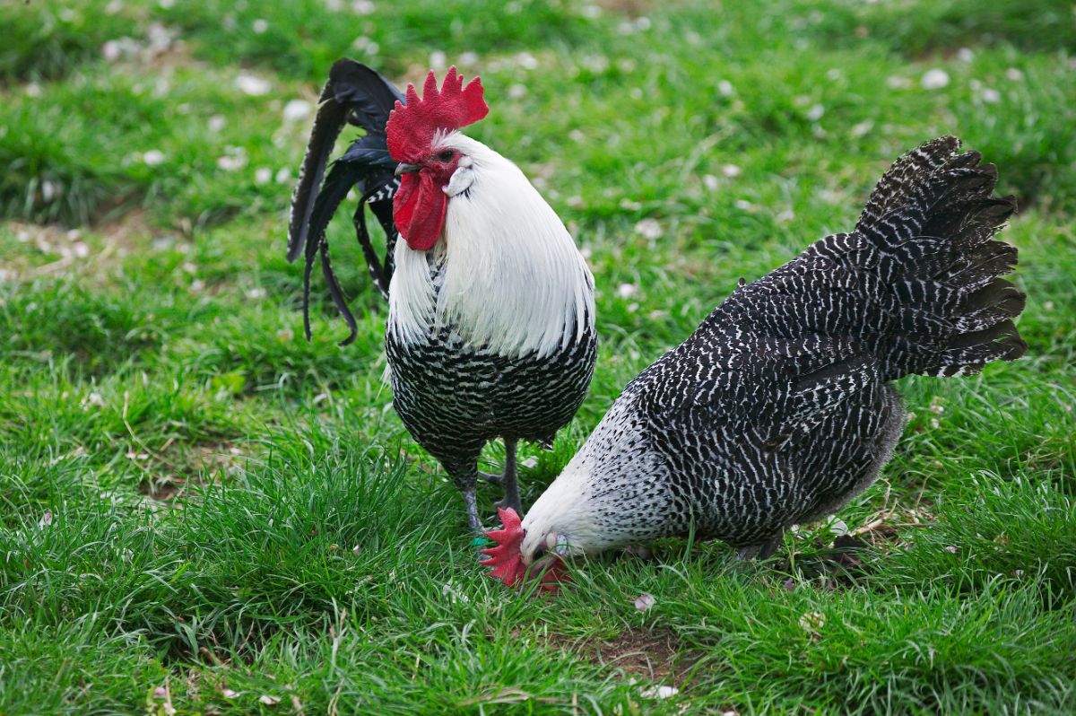 A Braekel Chicken and a Braekel rooster on  green pasture.