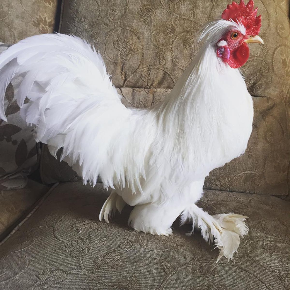 An adorable Burmese Bantam rooster perched on a couch.