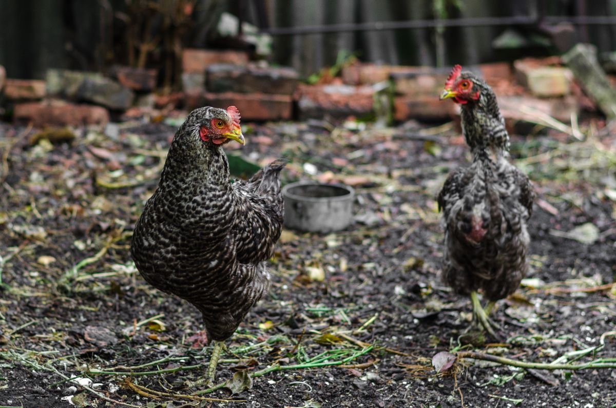 Two California Gray Chickens wandering in a backyard.