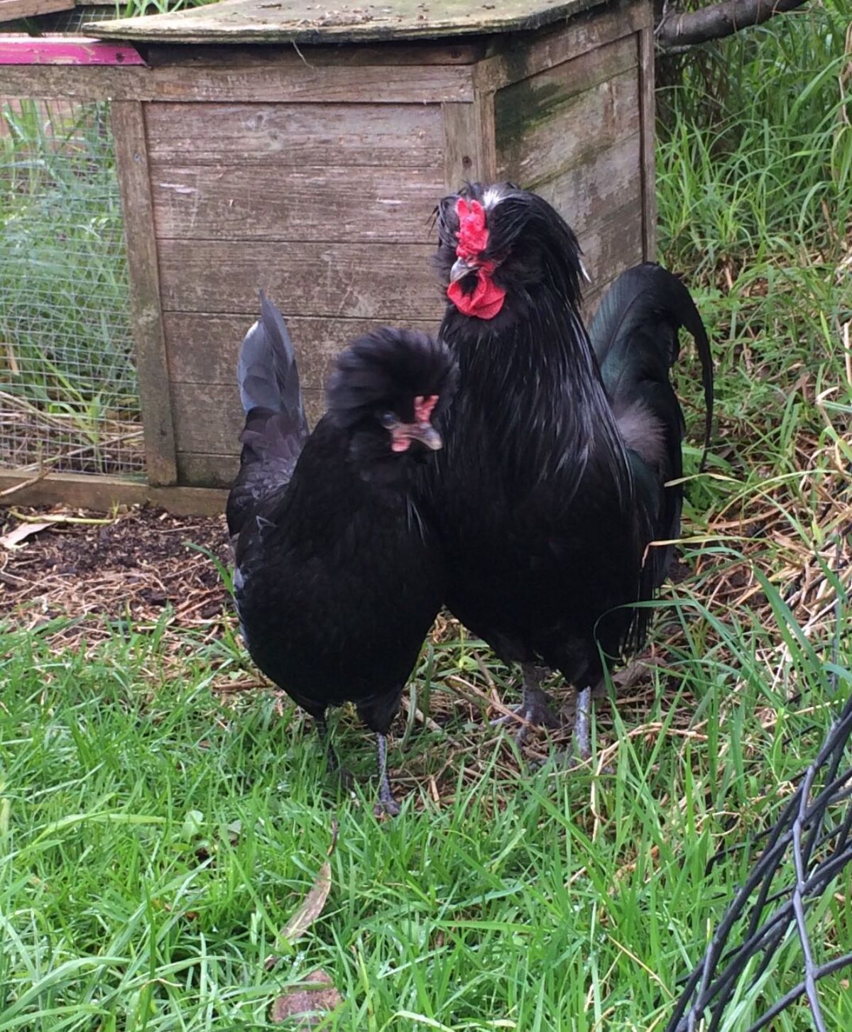 A Crevecoeur rooster and a Crevecoeur hen in a backyard.