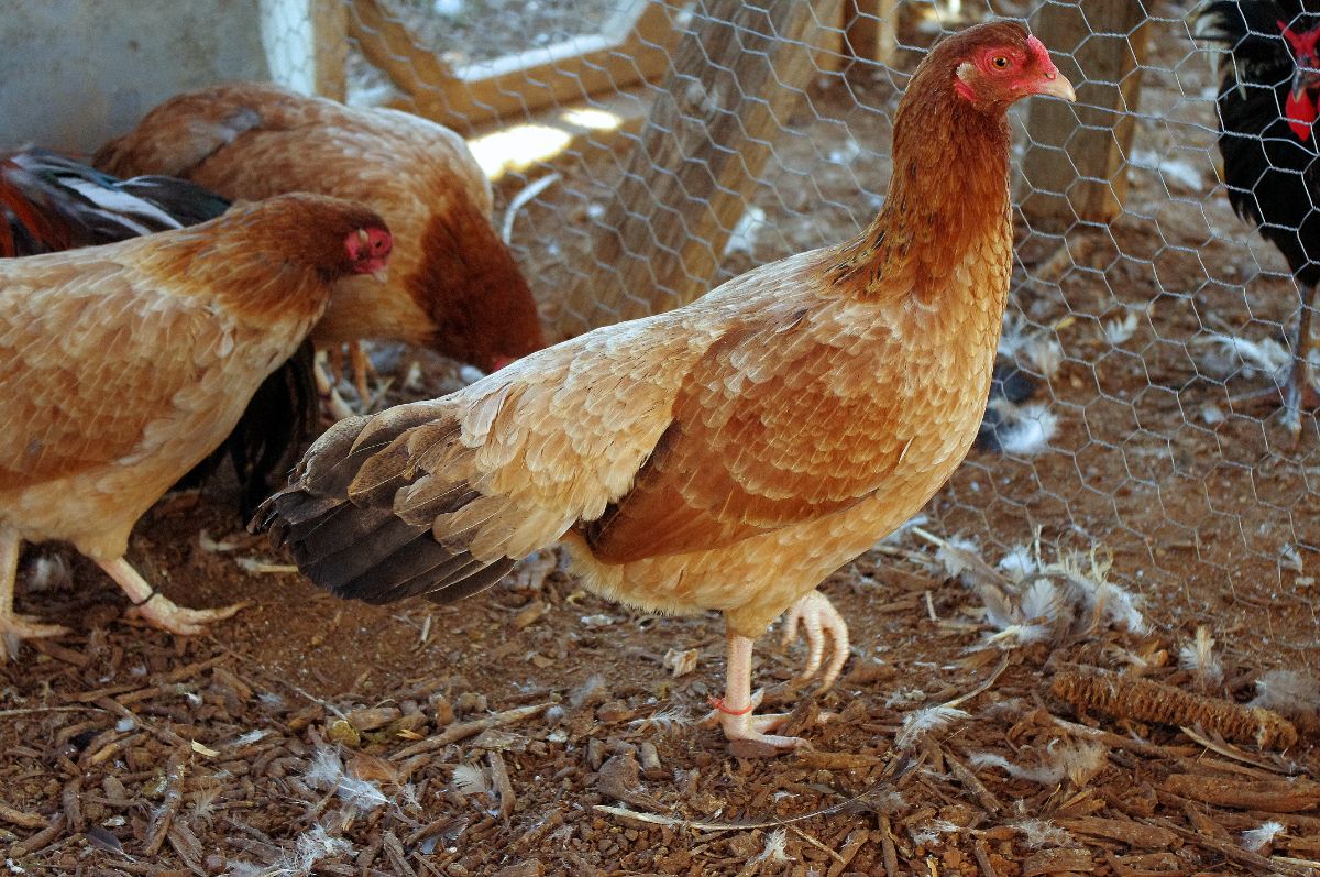 Three Cubalaya chickens in a chicken coop.