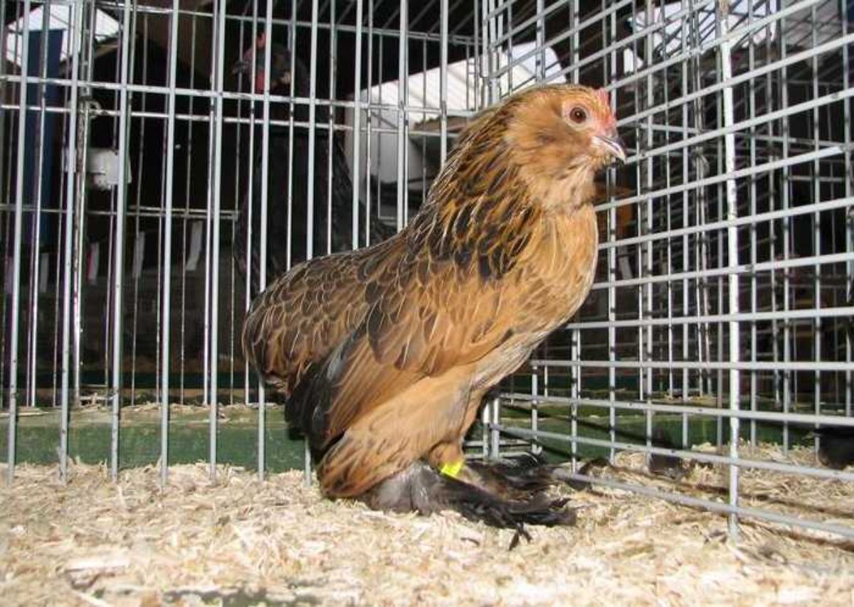 An adorable brown Belgian D’Everberg hen in a cage.