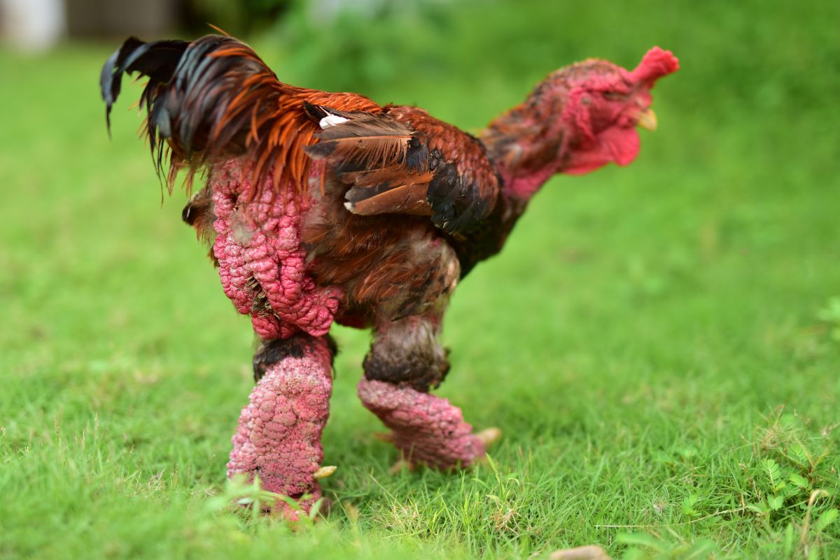 An adorable Dragon rooster wandering on a green pasture.