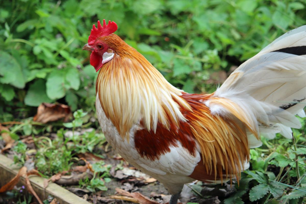An adorable Dutch Bantam rooster in a backyard garden.