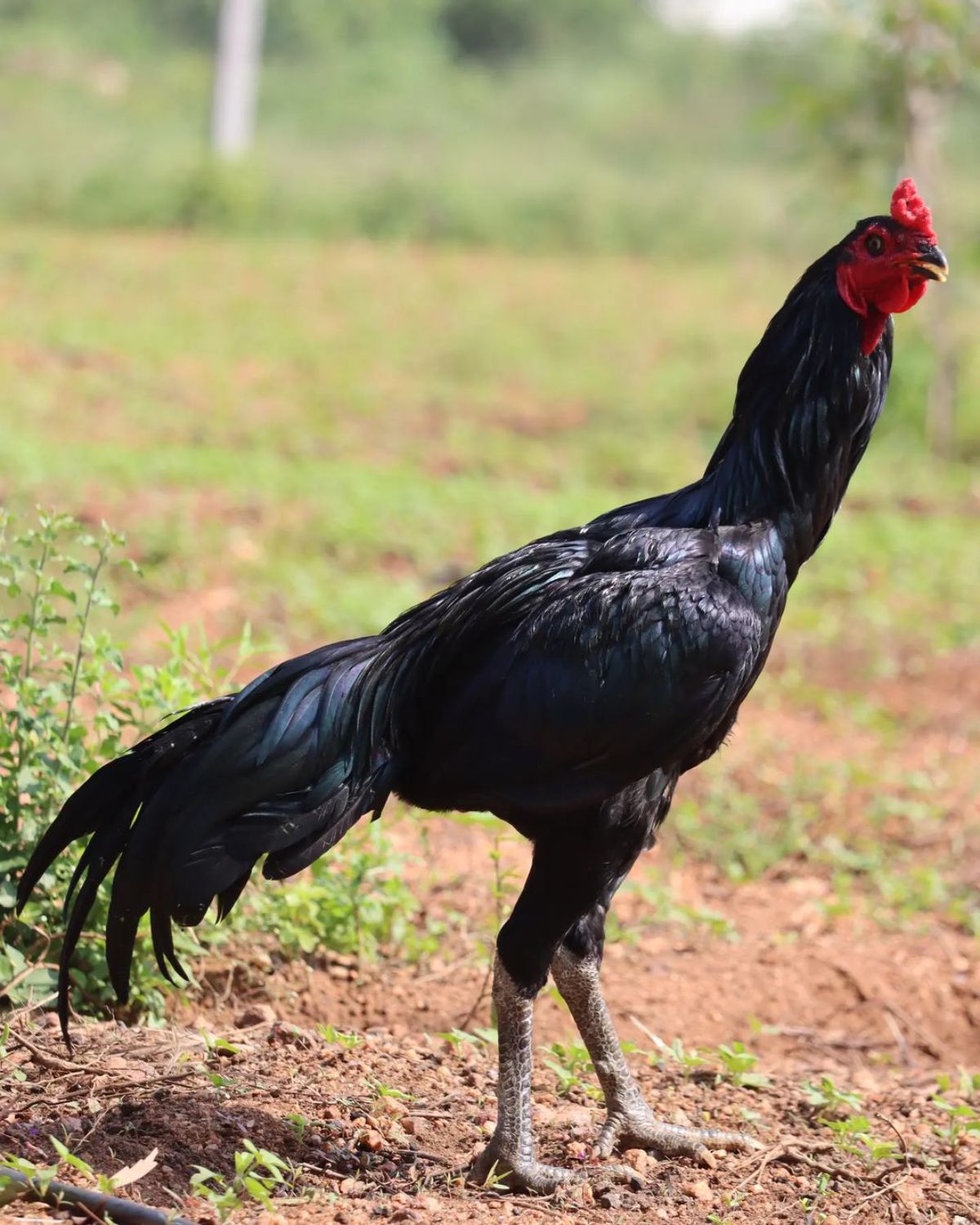 A tall Ga Noi rooster in a backyard.