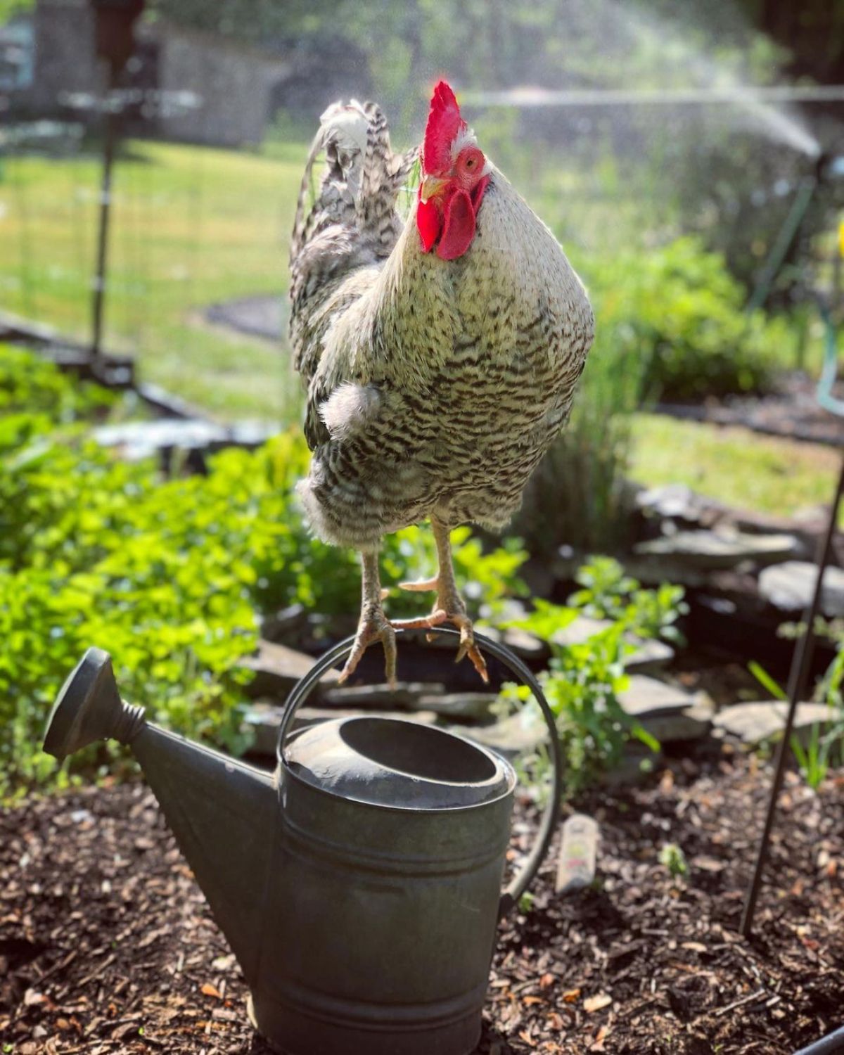 An adorable barred Holland rooster perched on a metal watering can.