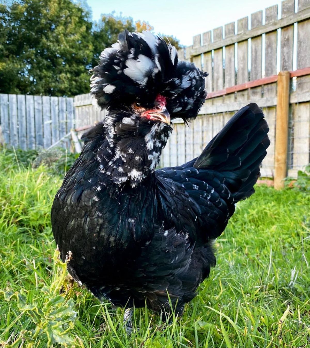 An adorable Mottled Houdan hen on a backyard pasture.