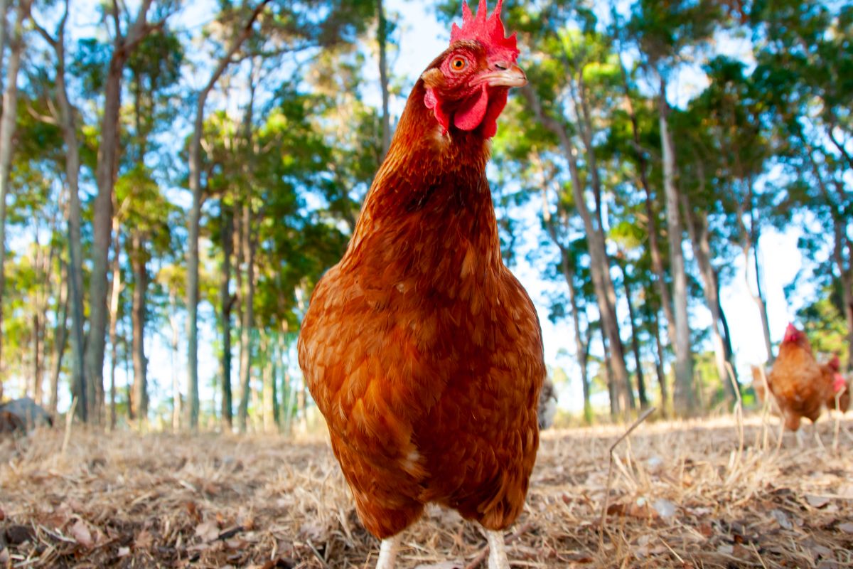 A curious ISA brown hen on a pasture.