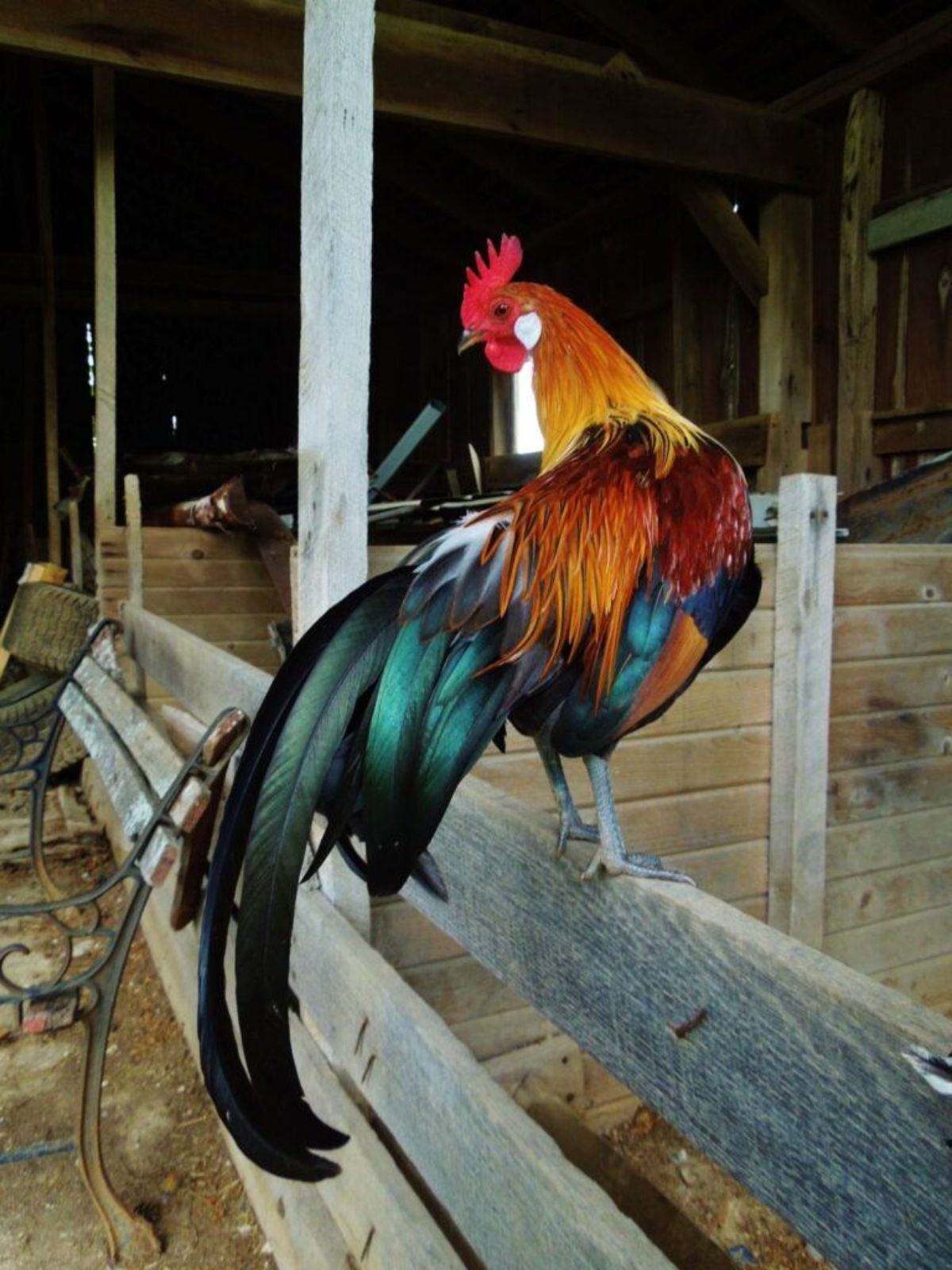 A beautiful Jangmigye rooster perched on a wooden fence.