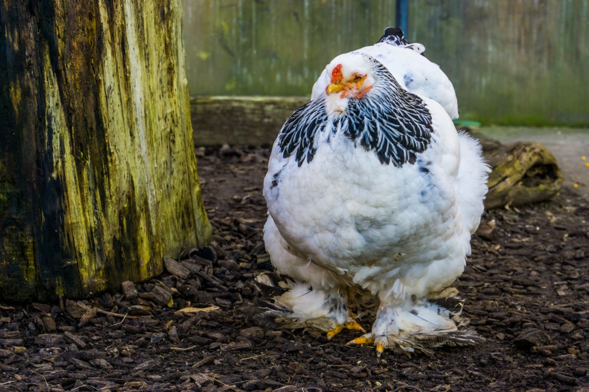 A beautiful big Light Brahma Chicken wandering in a backyard.