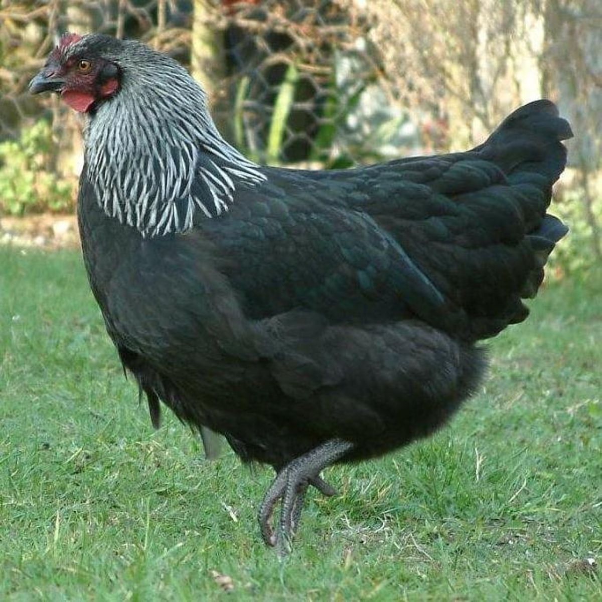 A beautiful silver black Norfolk Grey hen on a green pasture.