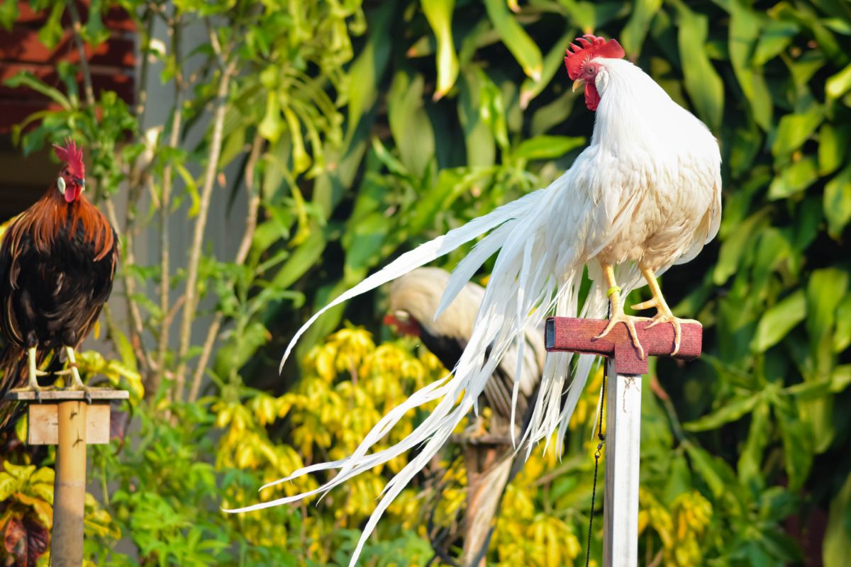 A beautiful white Onagadori rooster perched on a rooster bar.
