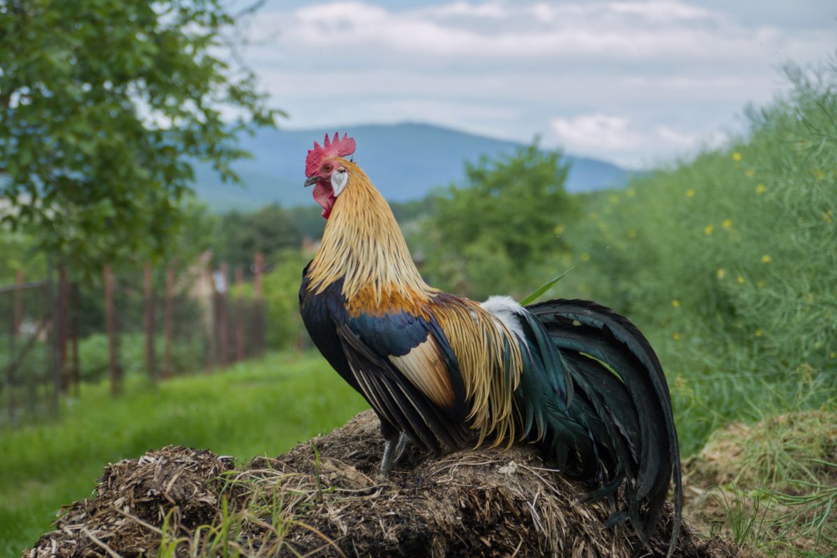A beautiful gold-laced Phoenix rooster on a hay.