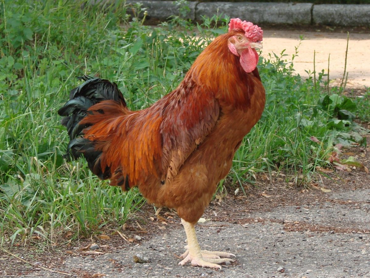 An adorable brown Poltava rooster standing on a backyard pavement.
