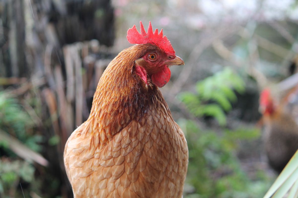 An adorable Red Shaver Chicken in a backyard.