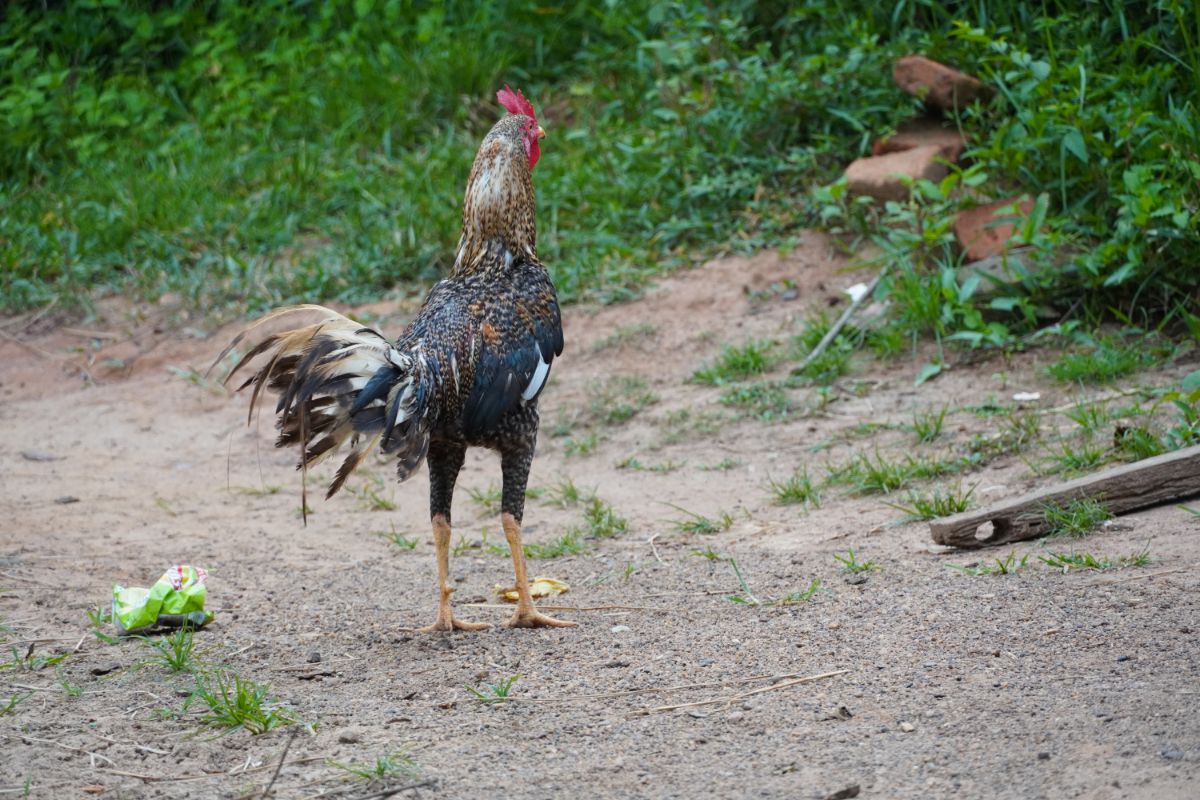 A big, tall Shamo rooster wandering in a backyard.