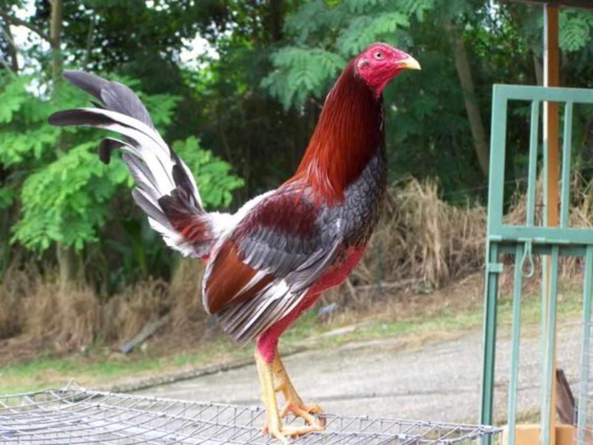 A brown Spanish Game rooster perched on a metal tray.