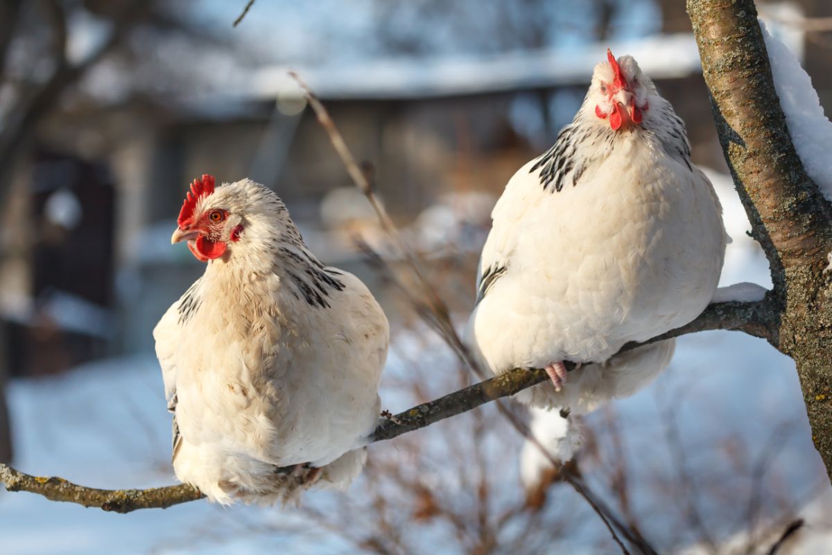 Two adorable white Sussex chickens perched on a branch during the winter.