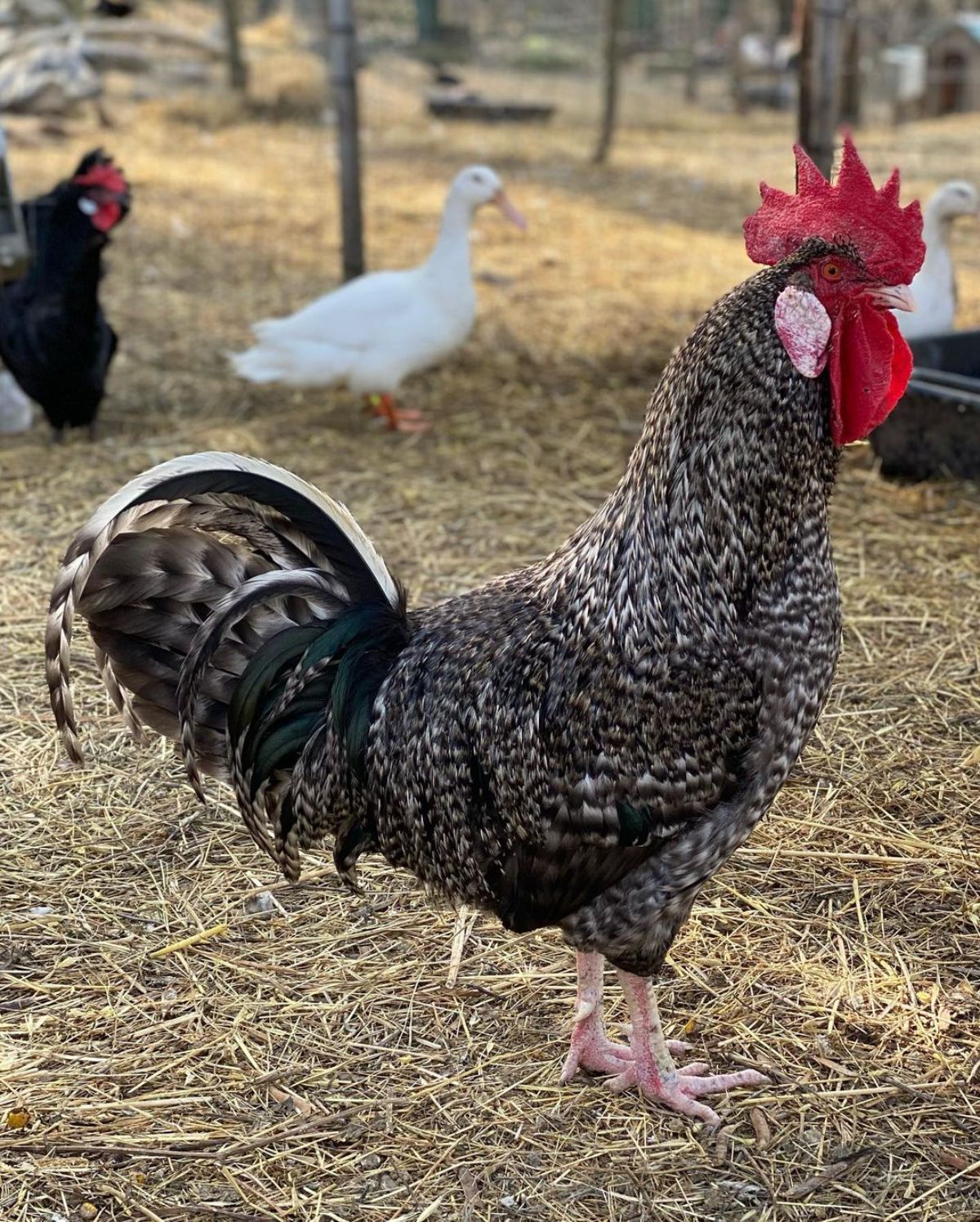 A beautiful Utrerana rooster in a backyard.
