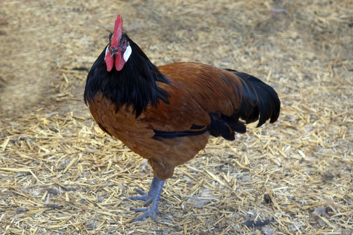A beautiful Vorwerk Chicken standing in a backyard.