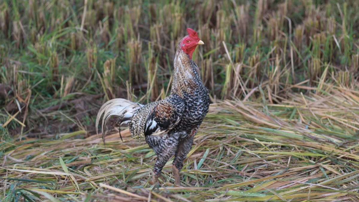 An adorable Ayam Kampung rooster standing in a backyard.